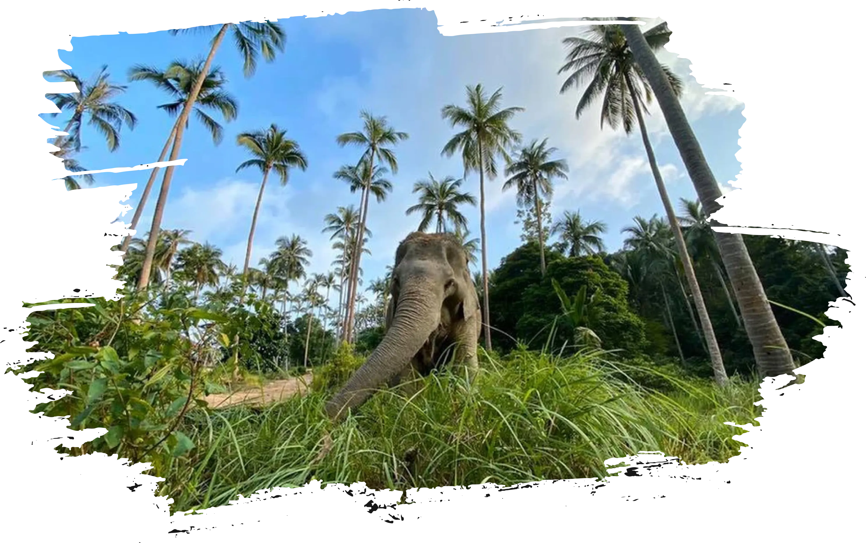 The Elephant Sanctuary Samui