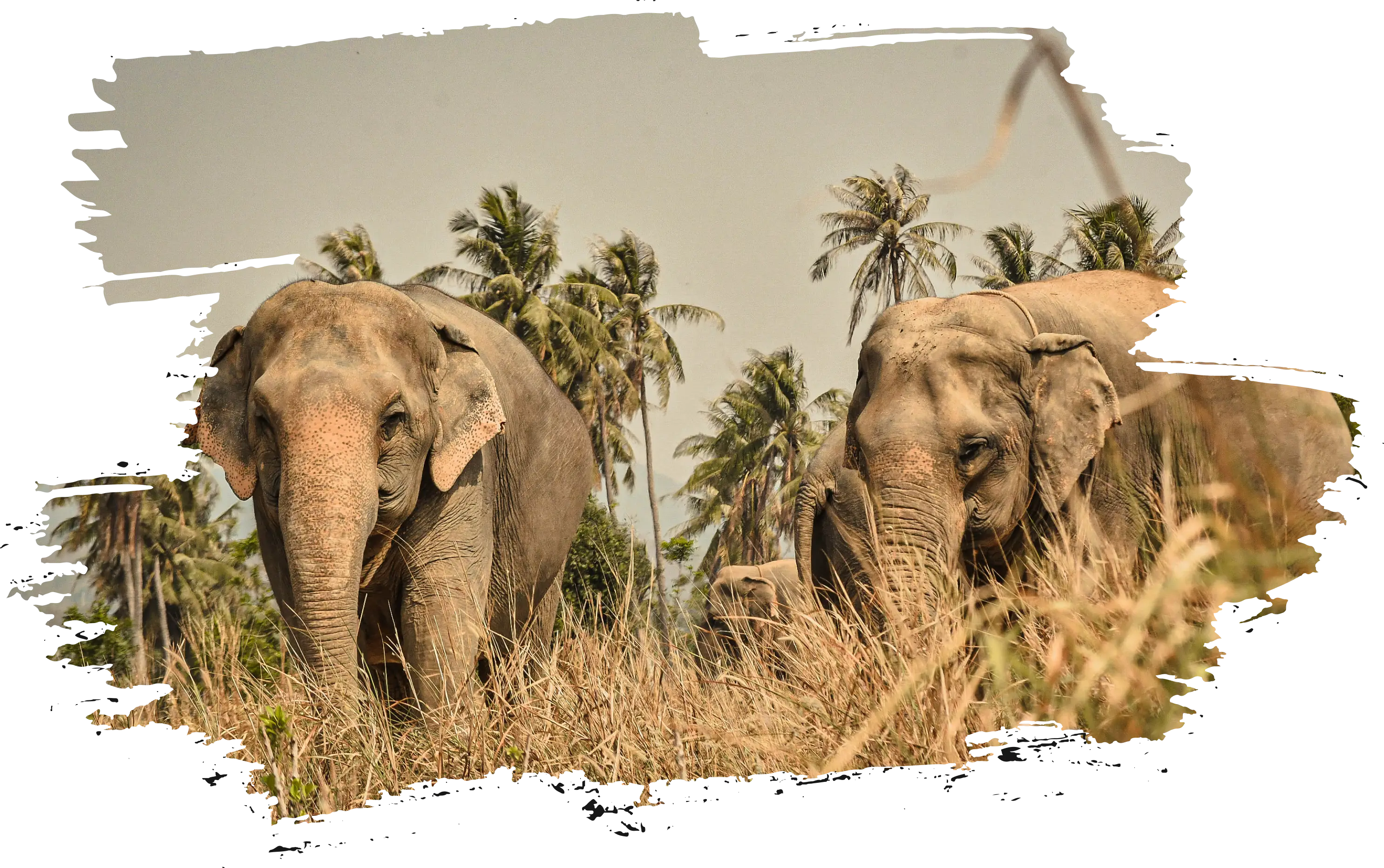 The Elephant Jungle Sanctuary