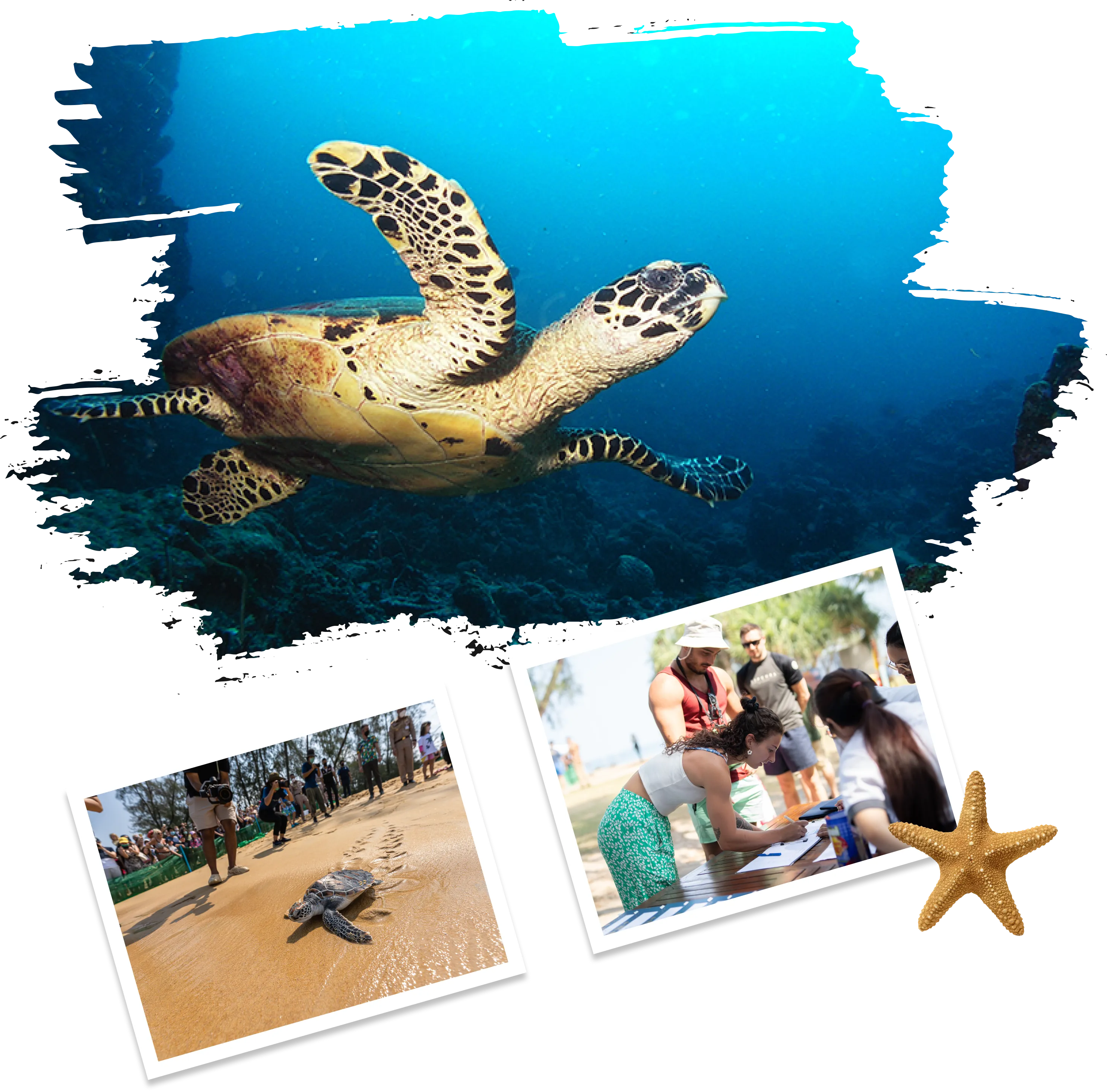 The Mai Khao Marine Turtle Foundation