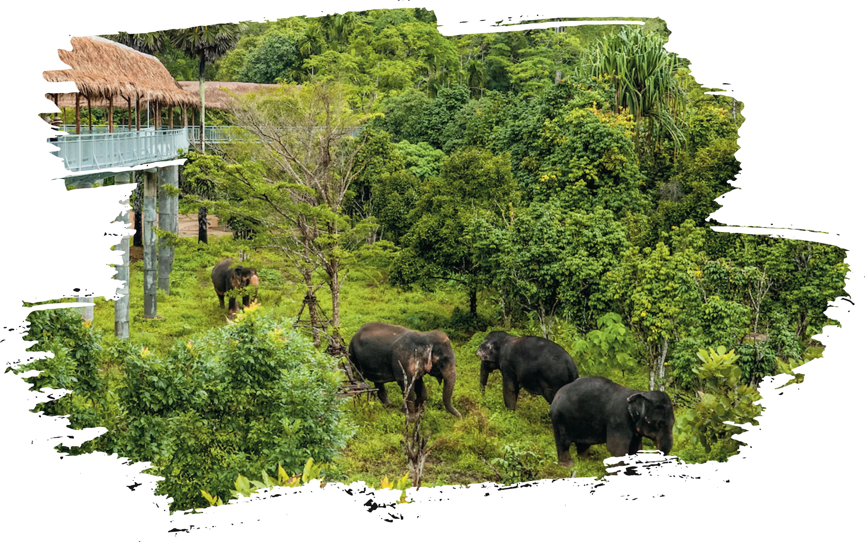 The Elephant Sanctuary <span class="text-nowrap">Phuket</span>
