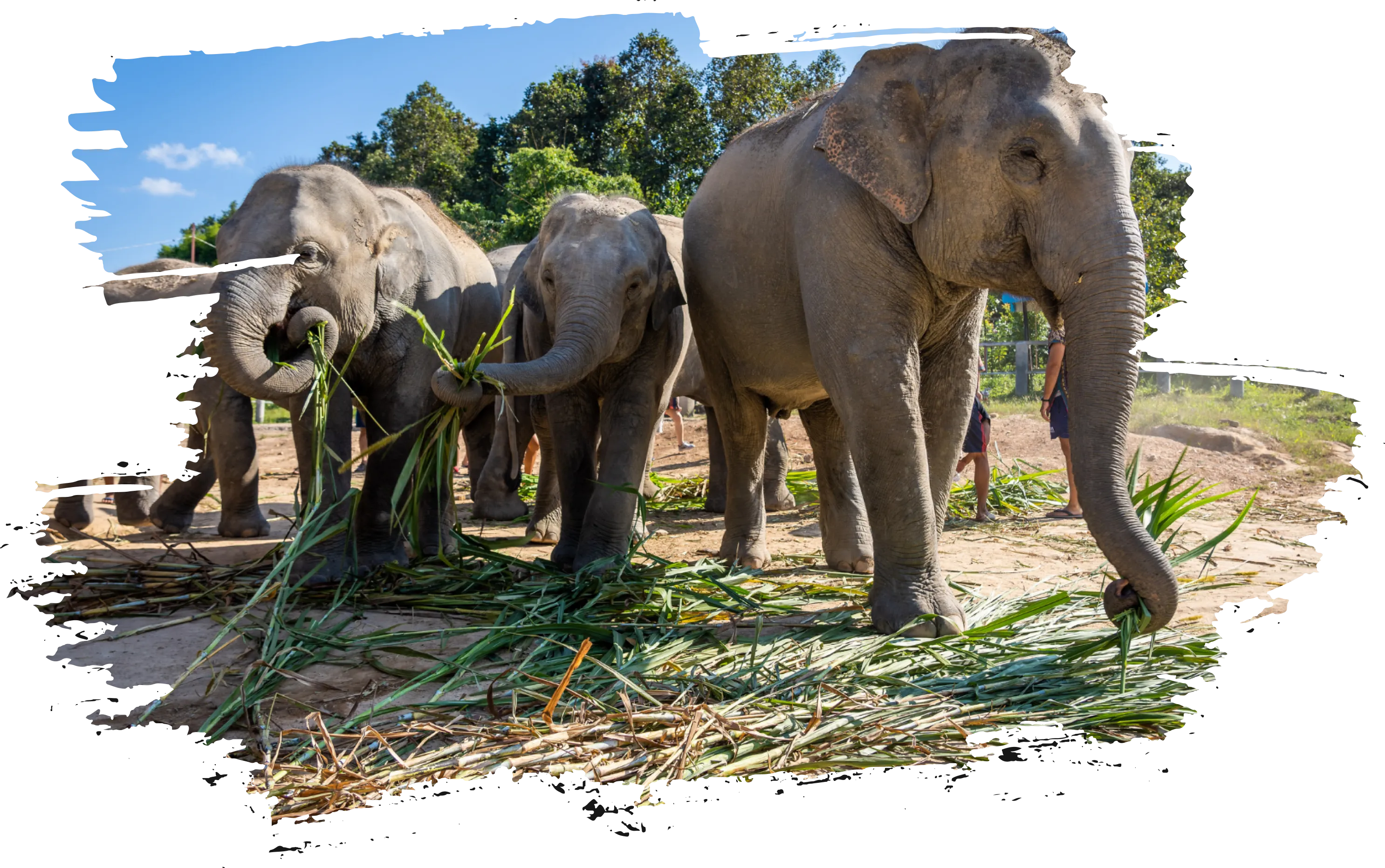 Patara Elephant Farm