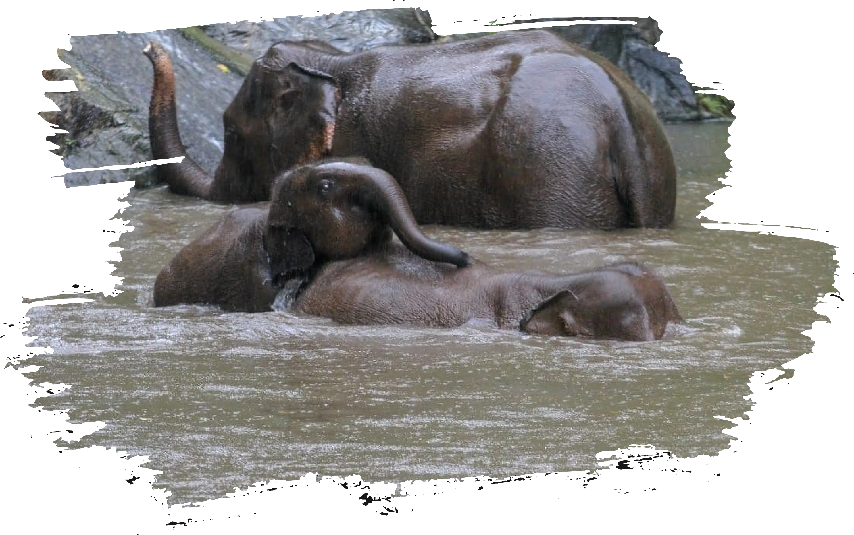 The Elephant Sanctuary <span class="text-nowrap">Chiang Mai</span>